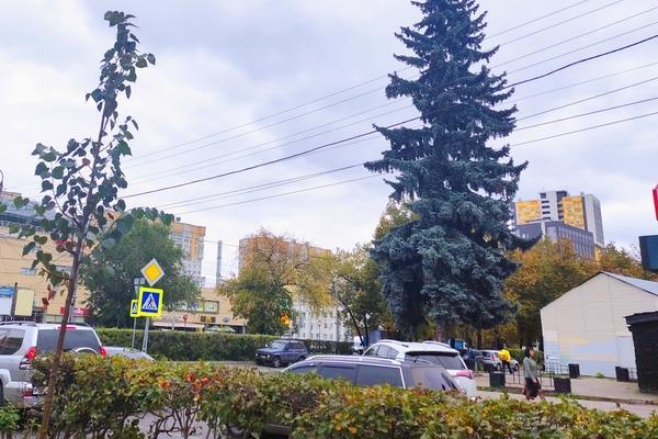 Фото Табличку с QR-кодом установят у живого памятника в Сормове - Новости Живем в Нижнем