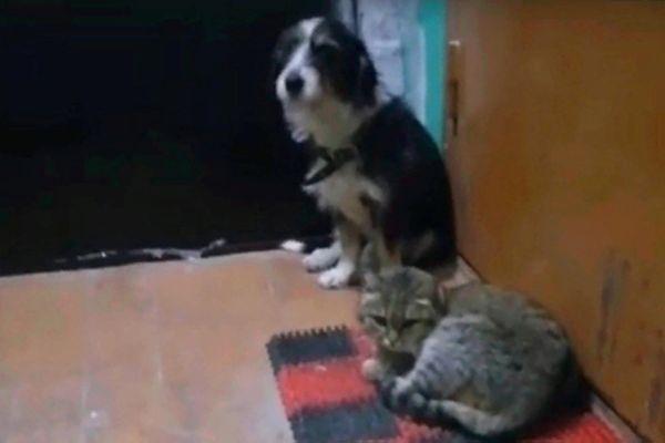 Дзержинские «Хатико»: собака и кот ждут возвращения хозяев у двери родной квартиры
