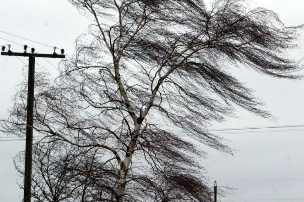 Сильный ветер повалил 34 дерева и повредил кровли в Нижегородской области