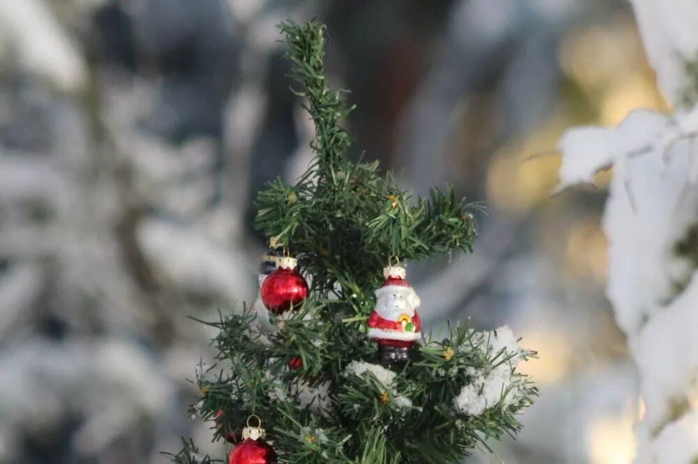 6% нижегородцев не убирают новогоднюю елку до апреля-мая