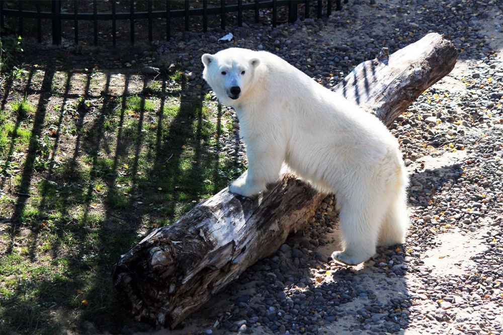 Белых медведей поселили рядом в нижегородском зоопарке «Лимпопо»