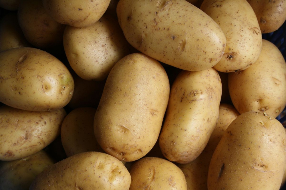 Фото Почти 40% нижегородцев планируют сажать картошку в 2024 году - Новости Живем в Нижнем