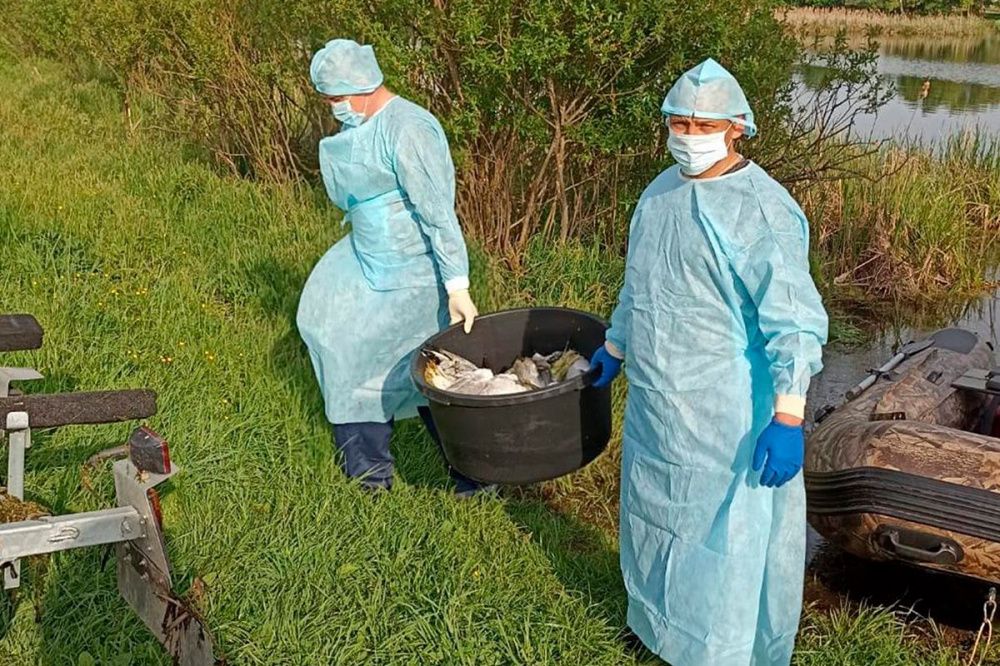 Очаг птичьего гриппа ликвидировали в Шарангском районе