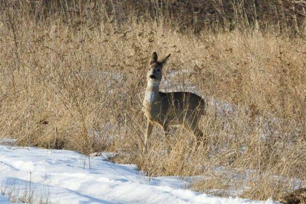 Сезон охоты на косулю завершится в Нижегородской области 11 января 2021