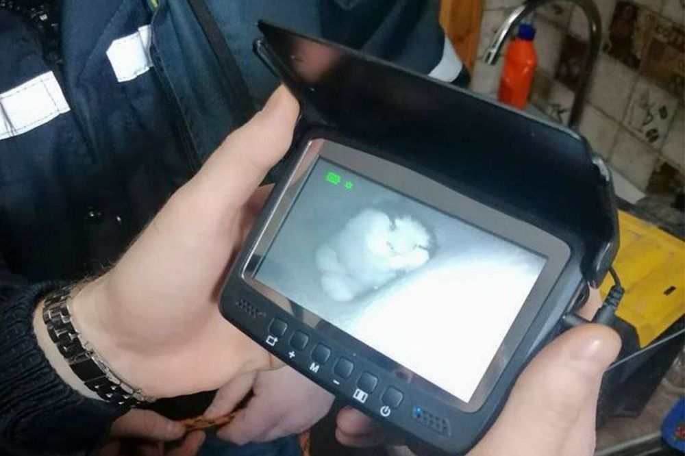 Спасатели вызволили кота из вентиляции в Ленинском районе Нижнего Новгорода