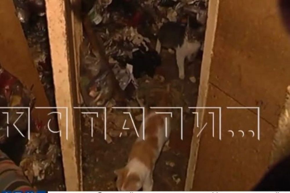 Нижегородка превратила свою квартиру в «концлагерь» для кошек