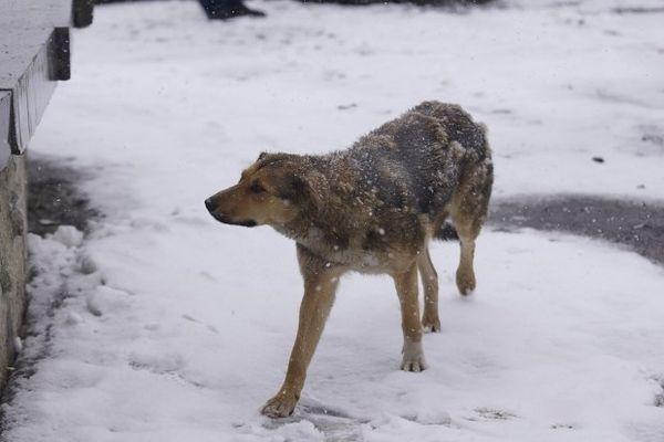 Фото Догхантеры отравили 25 собак в Нижнем Новгороде - Новости Живем в Нижнем