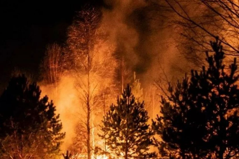 Фото Уголовное дело могут возбудить в связи с лесным пожаром в Воротынском районе - Новости Живем в Нижнем