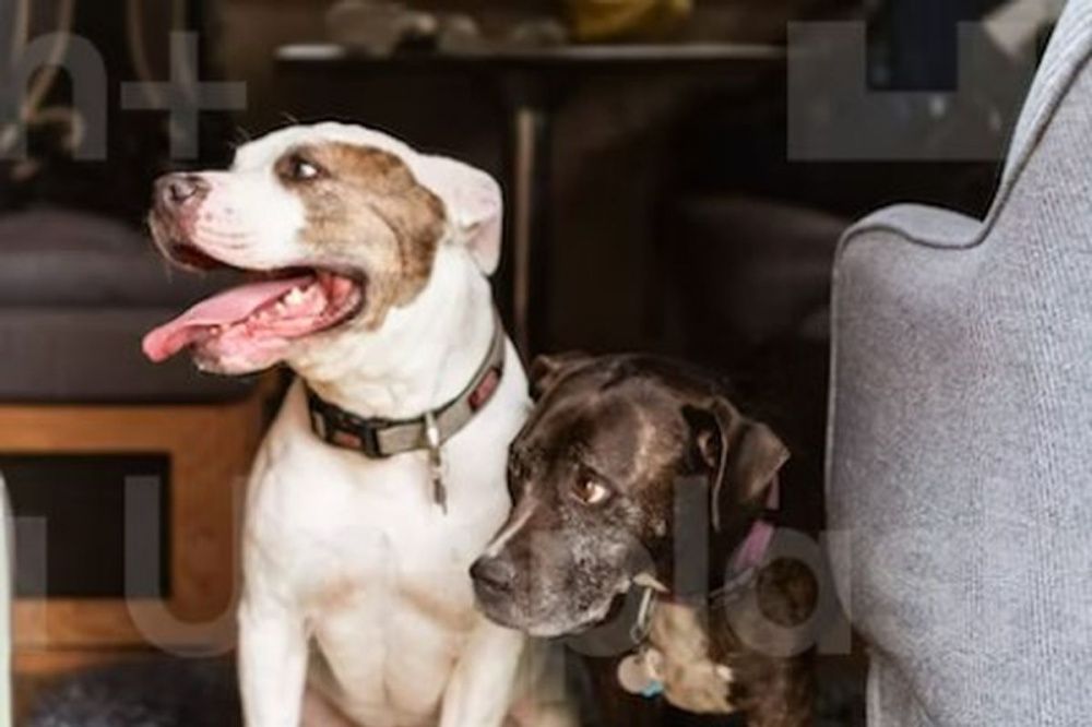 Фото Нижегородцев могут обязать чипировать своих собак - Новости Живем в Нижнем