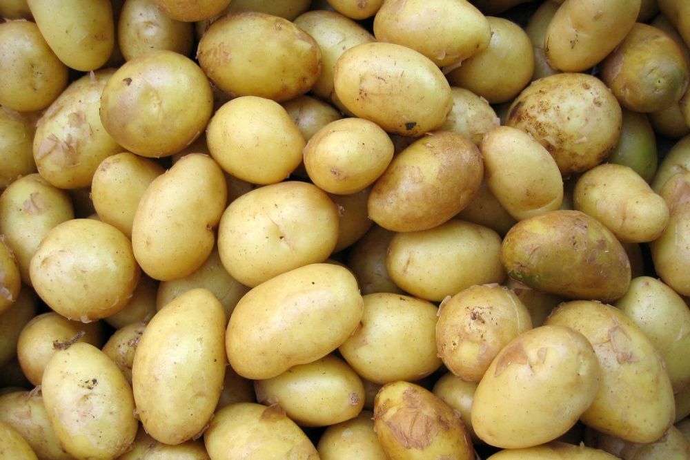 Картофель с превышением норматива по нитратам обнаружен в Нижегородской области