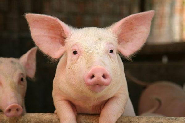 Вирус африканской чумы свиней обнаружили в колонии Лысковского района