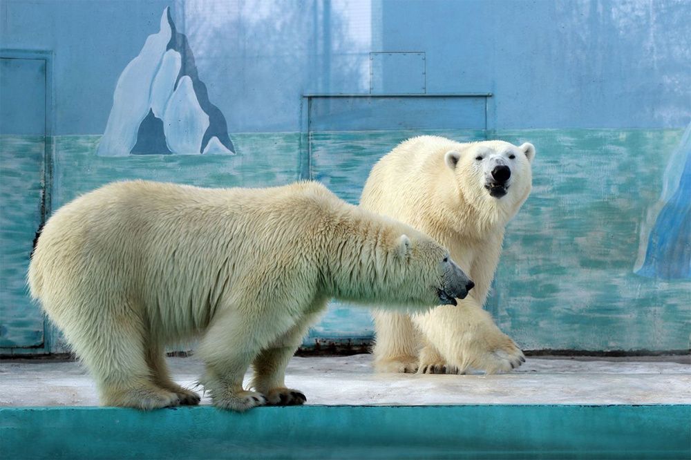 Фото Нижегородский зоопарк «Лимпопо» будет работать на час меньше с 29 августа - Новости Живем в Нижнем