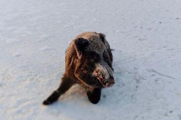 В Шатковском районе спасли провалившегося под лед кабана