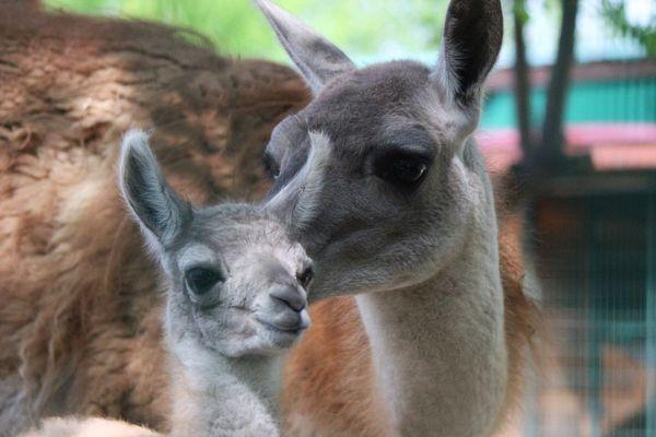 У пары гуанако из нижегородского зоопарка «Лимпопо» родился малыш