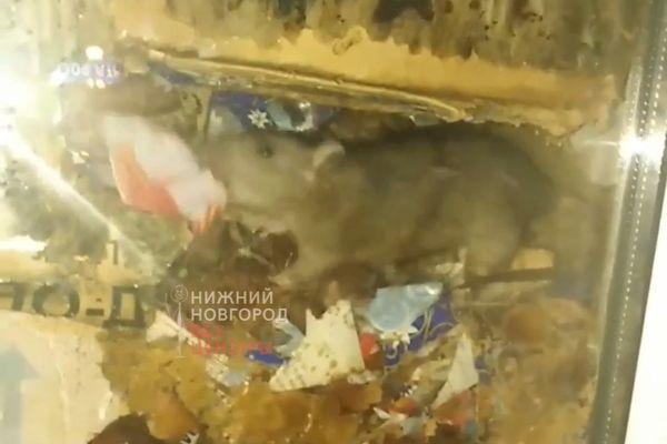 Дератизацию проведут в почтовом отделении Сарова после инцидента с крысами