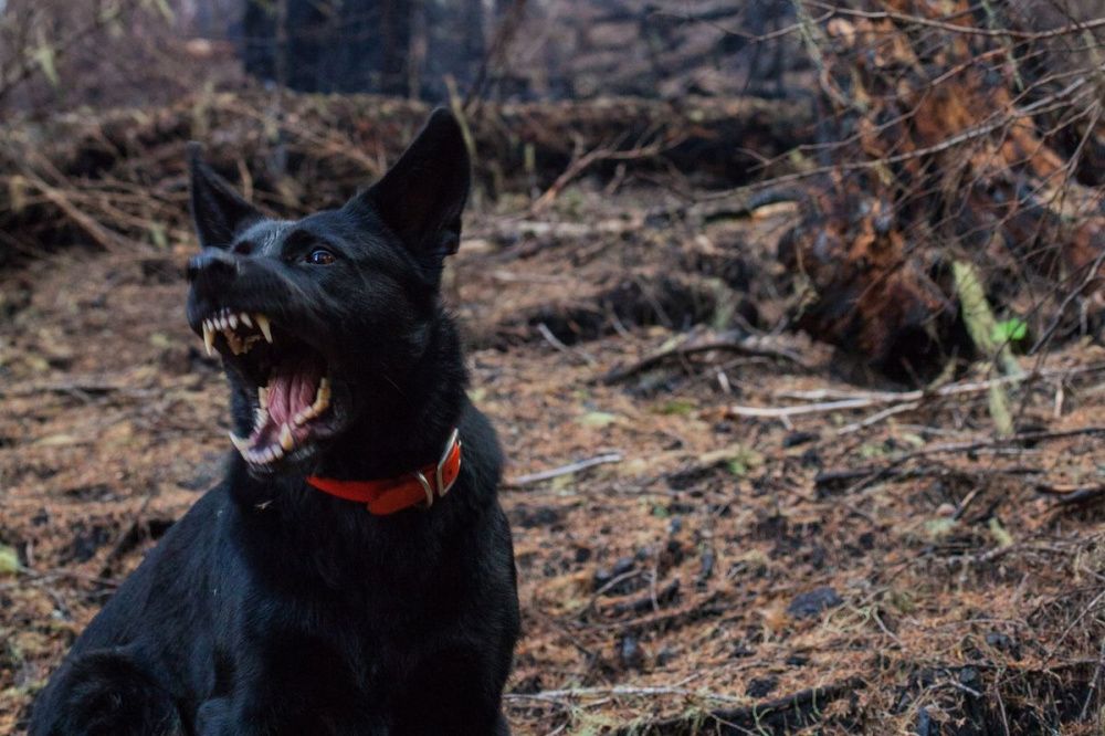 Бешенство обнаружили у собаки из Дальнеконстантиновского района Нижегородской области