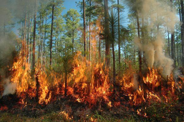 Высокая пожароопасность лесов сохранится в Нижегородской области до 16 августа