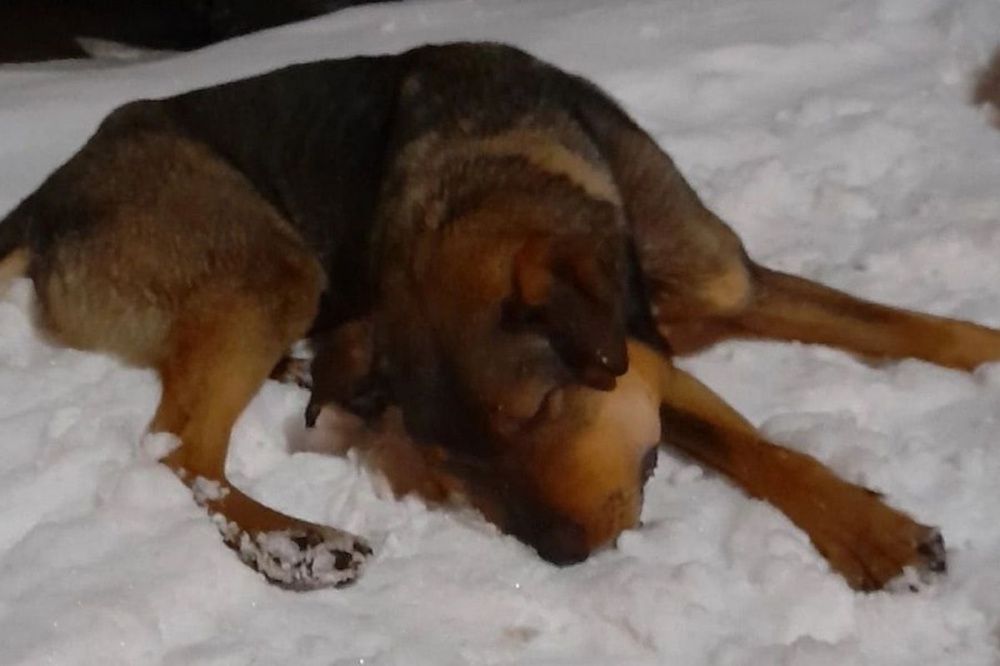 Собаку с удавкой на шее спасли в поселке Гидроторф Нижегородской области