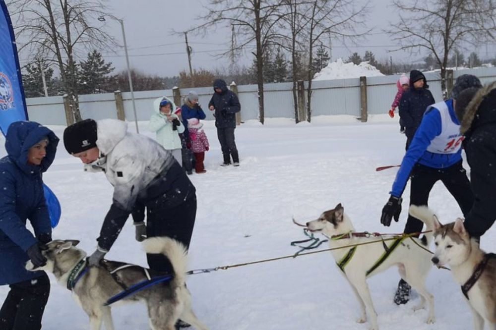 Гонки на собачьих упряжках прошли в Володарском районе 5 и 6 февраля