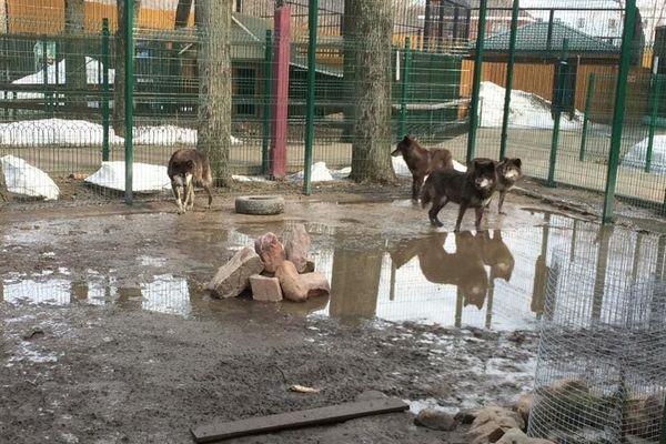 Вольеры с волками затопило в зоопарке в Балахне
