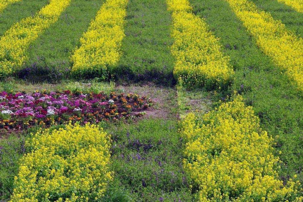 Фото 2,5 тысячи «квадратов» цветников украсят Советский район Нижнего Новгорода - Новости Живем в Нижнем