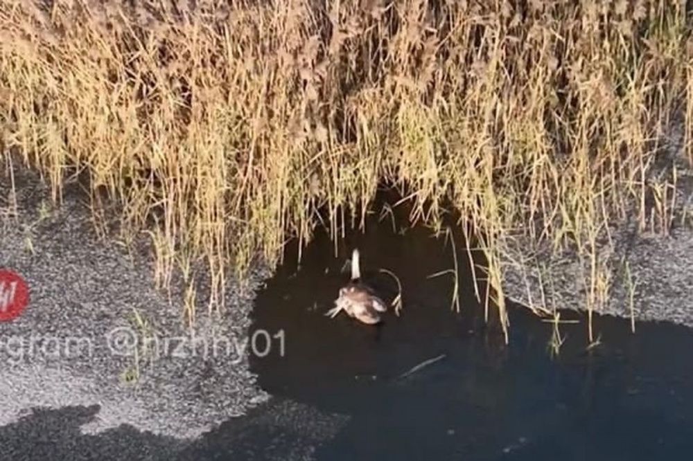 Сотрудники МЧС спасли замерзающего лебедя в Нижегородской области