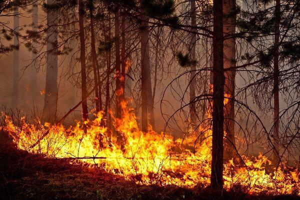 Фото Высокая пожароопасность лесов и торфяников ожидается в Нижегородской области с 21 по 25 мая - Новости Живем в Нижнем