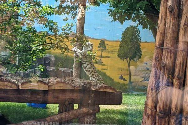 Белую бенгальскую тигрицу представили в зоопарке «Лимпопо» в Нижнем Новгороде 