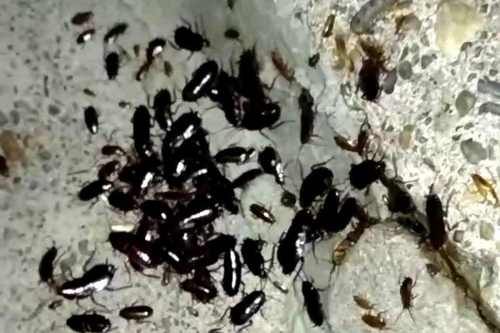 Полчища тараканов пугают жителей Мещеры в Нижнем Новгороде