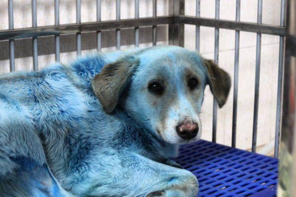 Стала известна дальнейшая судьба стаи синих собак из Дзержинска