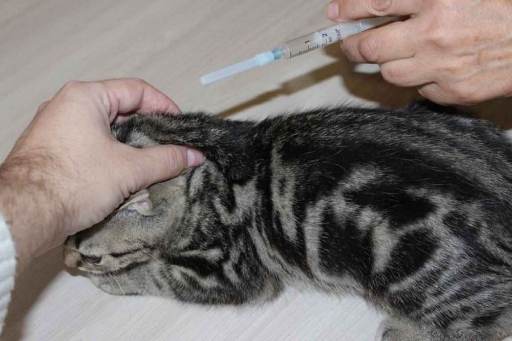 Фото Россельхознадзор рекомендует вакцинировать домашних животных от COVID-19 - Новости Живем в Нижнем