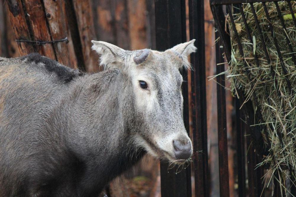 Фото Олень по имени Тор сбросил рога в нижегородском зоопарке «Лимпопо» - Новости Живем в Нижнем