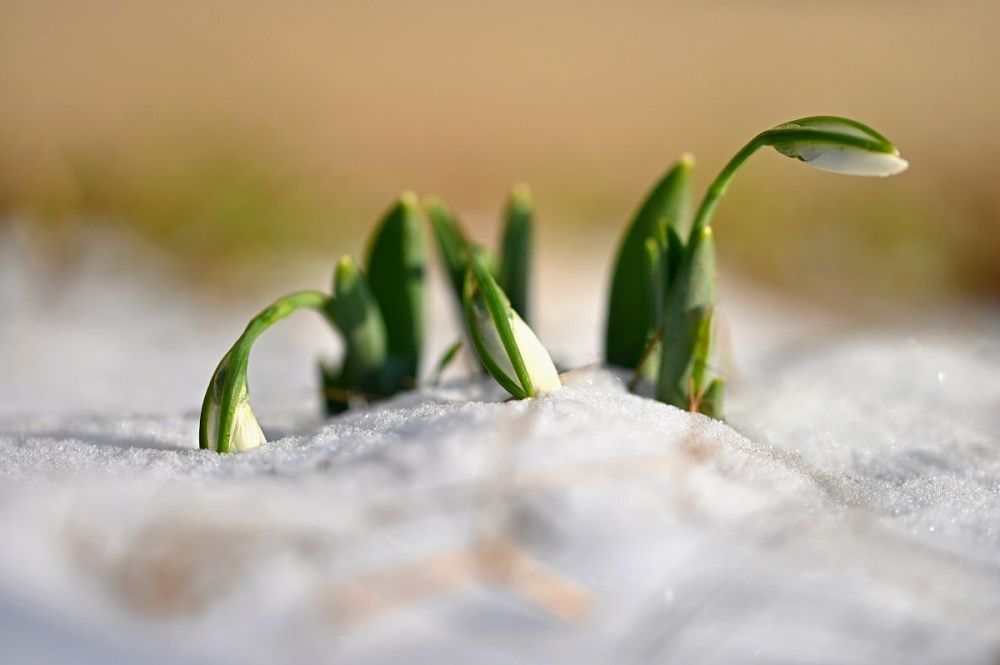 Пасмурная погода и похолодание до +1° ждет нижегородцев 1-2 апреля