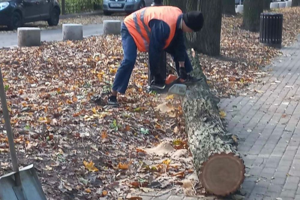 Более десятка поваленных ветром деревьев убирают в Нижнем Новгороде