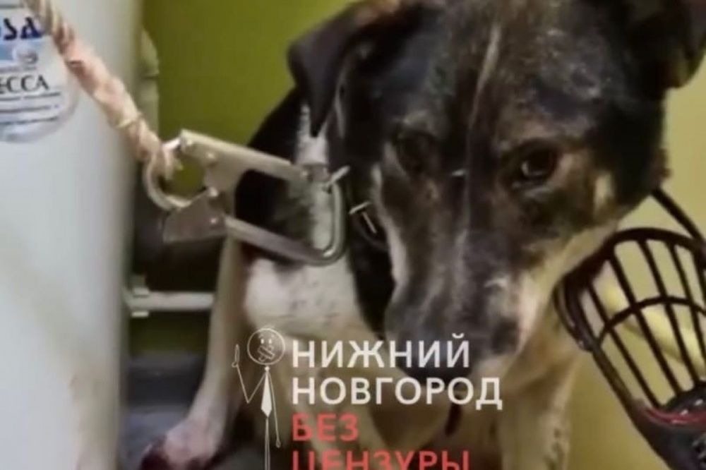 Живодеры отрубили лапы и хвост собаке в Нижнем Новгороде