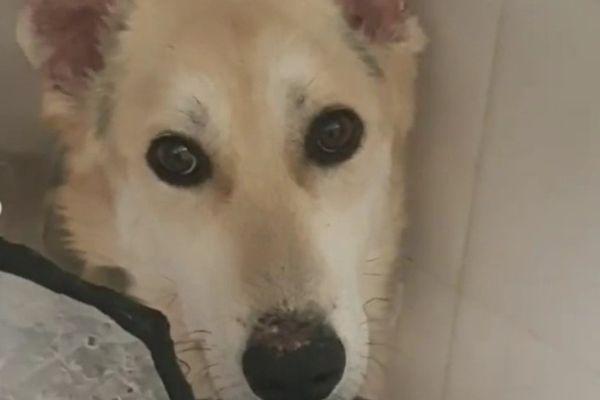 Фото Зоозащитники ищут протезиста для безногой собаки - Новости Живем в Нижнем