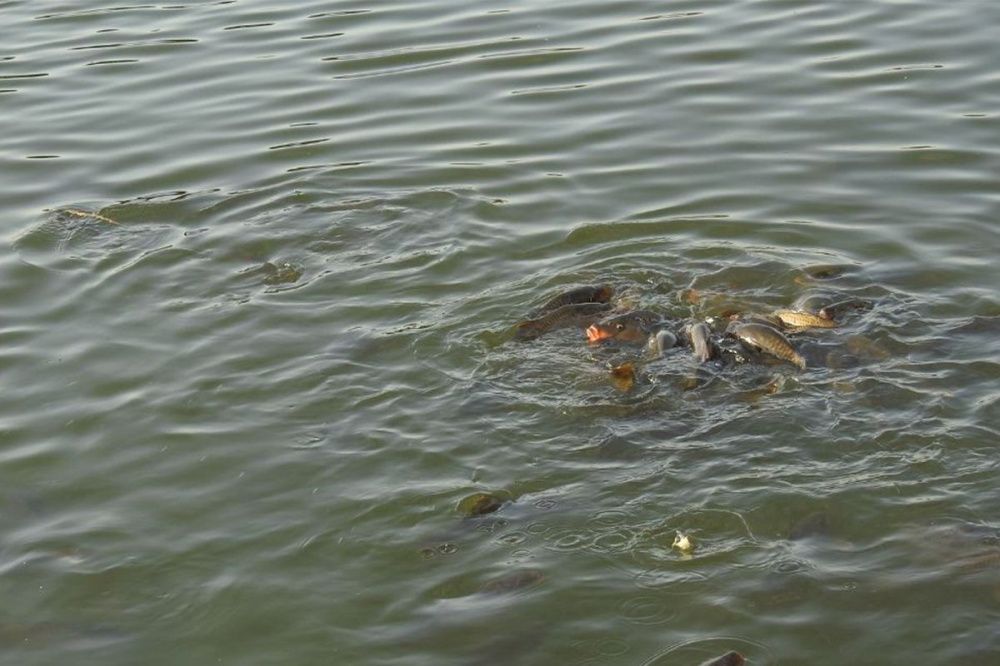 Фото Более 2 тысяч рыб спасены из снастей браконьеров в Нижегородской области - Новости Живем в Нижнем