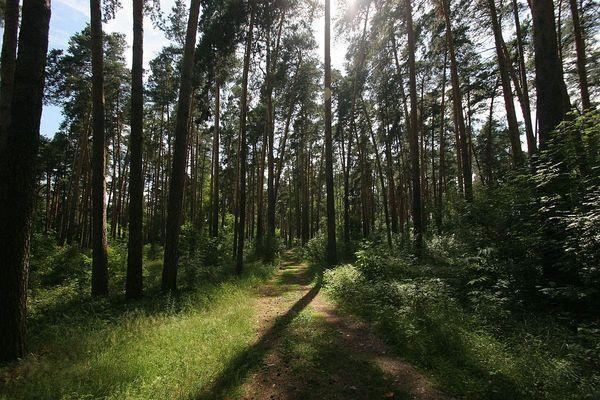 Пропавшую женщину нашли мертвой в лесу Нижегородской области