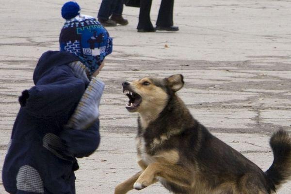 11-летний мальчик попал в больницу после нападения собаки в Сормовском районе