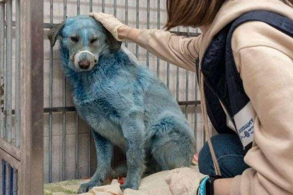 Ветеринары забрали синих собак из Дзержинска
