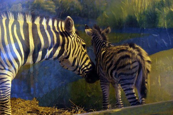 Малыш зебры родился в нижегородском зоопарке «Лимпопо»