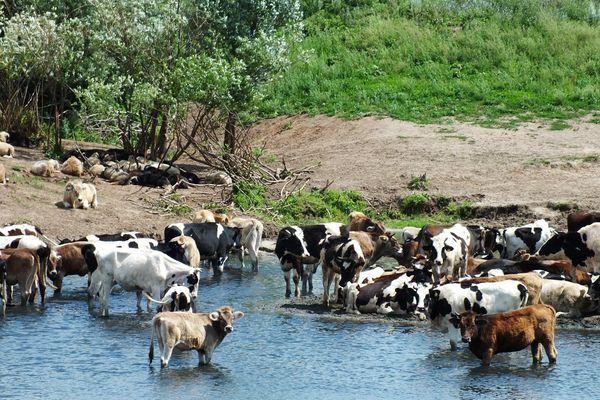 Производство молока в Нижегородской области увеличилось на 2%