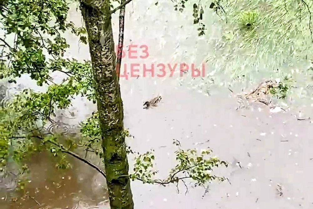 Фото После дождей в нижегородских дворах поселились утки - Новости Живем в Нижнем