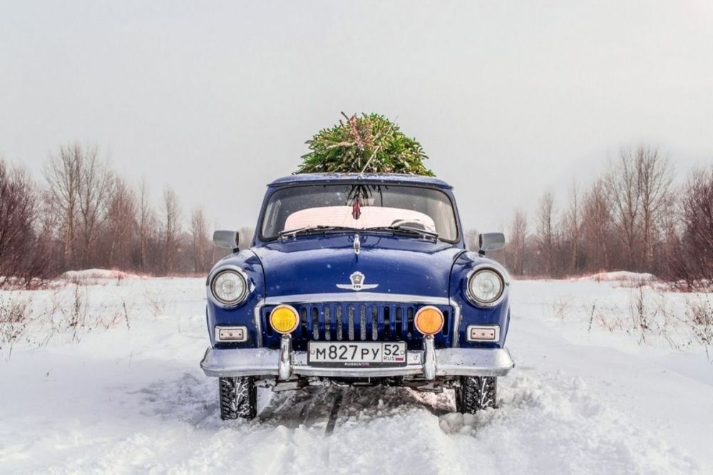 Фото Лесники посоветовали нижегородцам заранее выбрать ёлку к Новому году - Новости Живем в Нижнем