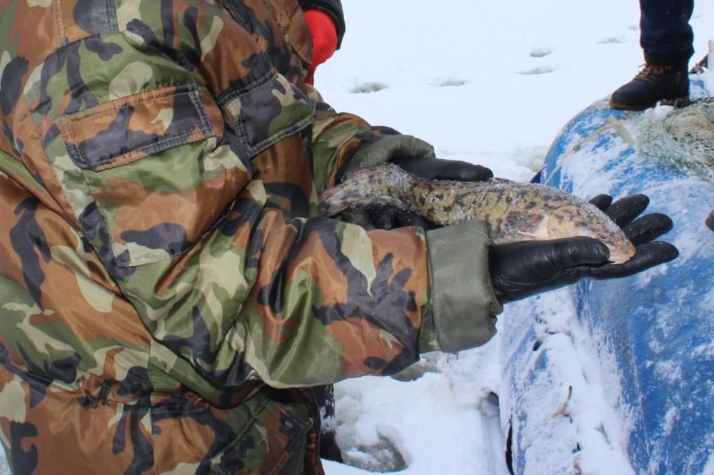 Фото Нижегородцам снова разрешили ловить налима - Новости Живем в Нижнем