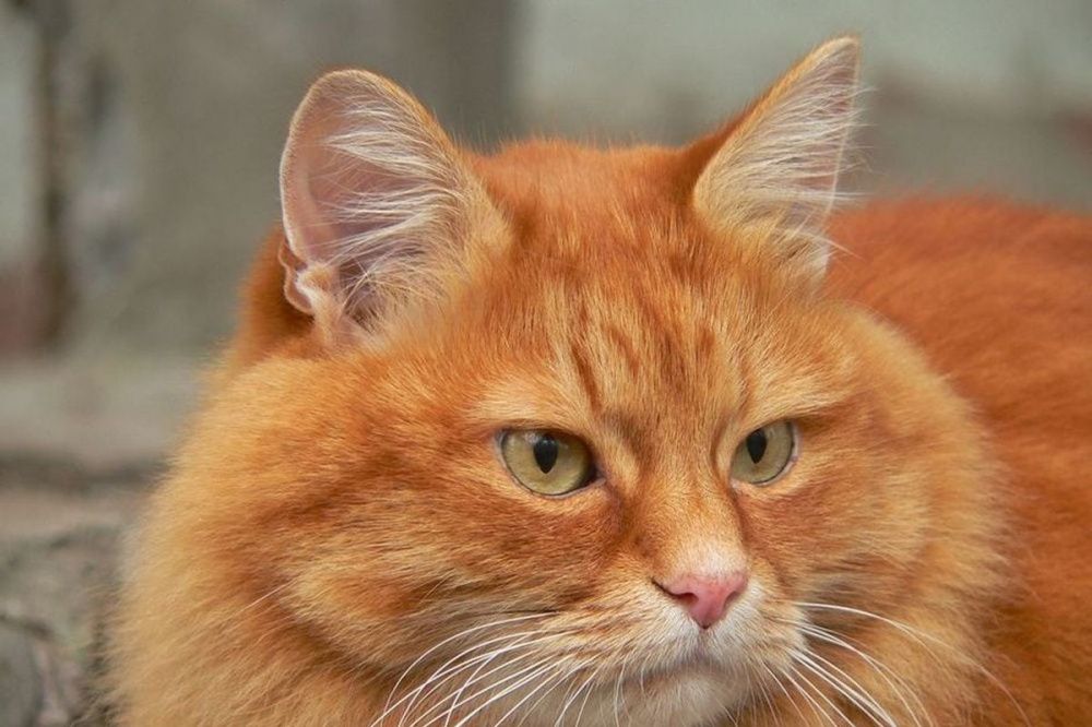 Мужчина продает чудо-кота в Нижегородской области за 4 млн рублей