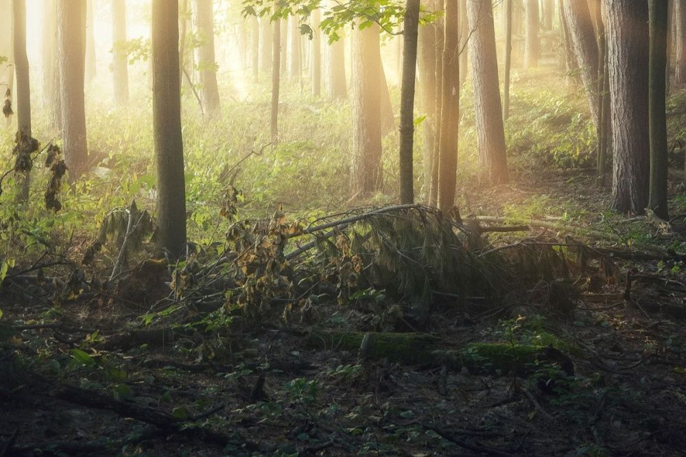 Нижегородцам разрешат заготавливать древесину и собирать хворост в лесах