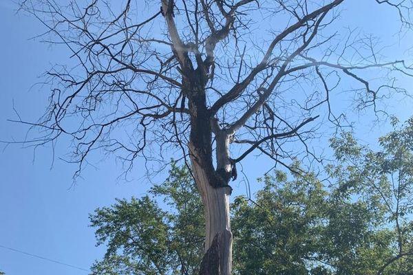 Фото Почти 1,8 млн рублей потратят на снос аварийных деревьев в Автозаводском районе - Новости Живем в Нижнем