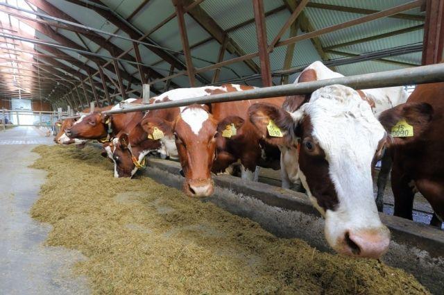 Нижегородские аграрии получили 30 млн субсидий на борьбу с лейкозом скота