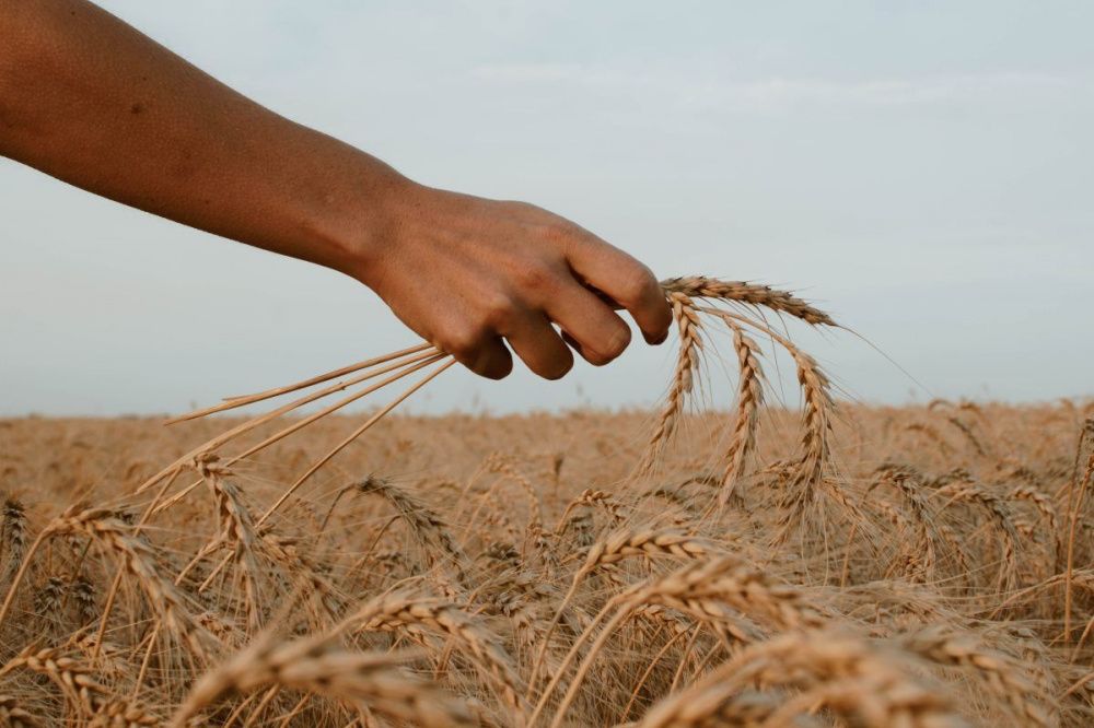 Фото Нижегородские аграрии смолотили 360 тысяч тонн зерна в 2022 году - Новости Живем в Нижнем
